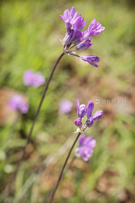 Brodiaea Blue Dicks Dichelostemma capitatum花